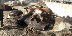 صور وفيديو.. الجنيدي: 6 مسلحين مجهولين هاجموا مزرعتنا في الخليل