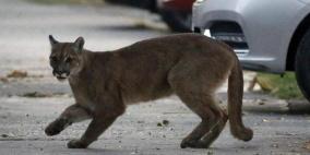  الواقعة السادسة في 5 أشهر.. أسد في شوارع العاصمة التشيلية