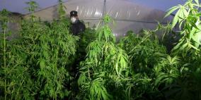 الشرطة تضبط 93  شتلة يشتبه أنها الماريجوانا المخدرة بالخليل