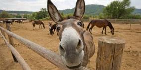 لبن الحمير الأغلى عالميا.. مضاد للالتهابات وقيمته الغذائية عالية