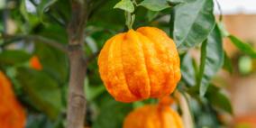 البرتقال المر..معلومات هامة