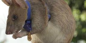 فأر كاشف للألغام يتلقى ميدالية ذهبية