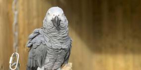 حديقة تطرد 5 ببغاوات وجّهت شتائم للزوار