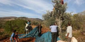 الدفاع المدني: احذروا من  مخاطر موسم قطف الزيتون