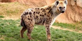 الجزائر..دعوات لحماية الضباع من الانقراض