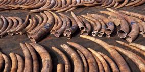 القبض على مهربين للعاج في الكاميرون