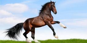 الخيول إذا تعرضت للجلد تشعر بألم مماثل للإنسان