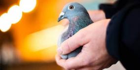 بالفيديو.. بيع الحمامة "نيو كيم" مقابل 1.6 مليون يورو