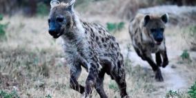 زيمبابوي: قطيع من ضباع يقضي على مسن ويلتهم نصفه