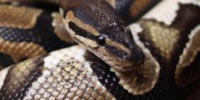 أفعى عملاقة تقتل رجلا و"لا تكتفي"