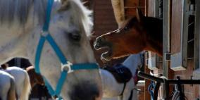 السجن سنة لخيّال أيرلندي في فرنسا تسبب بنفوق جواده