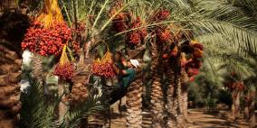 أمان لـ "راية": تبييض التمور جريمة خطيرة ويجب الإسراع بالتحقيق