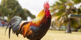 محكمة فرنسية تحكم بالسجن 5 أشهر على قاتل ديك 