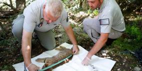 اكتشاف 503 أنواع جديدة من الحيوانات والنباتات في 2020