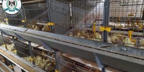 الضابطة الجمركية تضبط 17300 صوص بياض قادم من اسرائيل