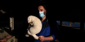 مزارعون يجنون المليارات بعد إعدام قطعان من حيوان المنك