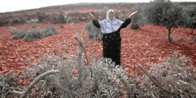 مستوطنون يقطعون 50 شجرة زيتون شرق يطا