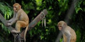 فيديو مؤثر لقرد في الوداع الأخير لصاحبه