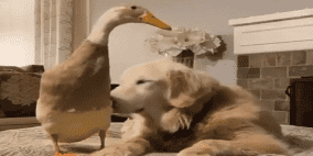 بطة تدافع عن كلب في مشهد مضحك... فيديو