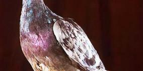 صديقي العزيز