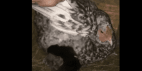 فيديو .. دجاجة تجلس على 7 قطط صغيرة وترعاها