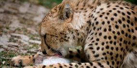 مع ارتفاع الحرارة.. مثلجات دجاج للنمور في حديقة حيوانات بتايلاند