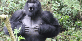 لهذا السبب تقرع ذكور الغوريلا الجبلية صدورها