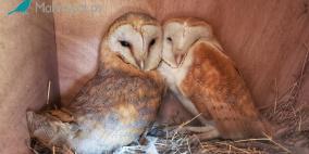 نجاح مشروع حماية البومة البيضاء في الأغوار للسنة الثانية 