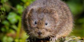 اكتشاف 3 أنواع من الفئران العملاقة.. هل كانت طعاما للإنسان؟