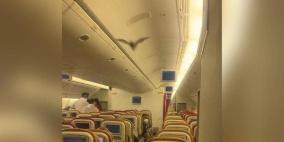 بالفيديو.. خفاش يثير الذعر ويجبر طائرة على العودة