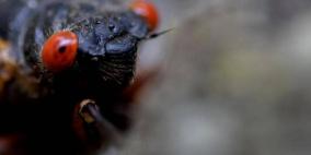 الصينيون ليسوا وحدهم.. أميركيون يأكلون كائنات عجيبة