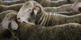 خاص: ما وراء الارتفاع "الجنوني" بأسعار اللحوم والأضاحي؟