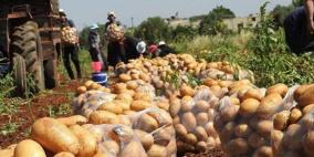 الزراعة توضح بشأن التحفظ على شاحنة تحمل بطاطا في طوباس