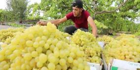 الزراعة توضح سبب تباين أسعار المنتجات خلال فترة عيد الأضحى