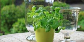 نباتات لطرد البعوض في فصل الصيف