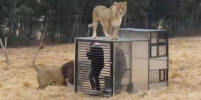 بالصور: محمية طبيعية تقدم تجربة مرعبة لزوارها مع الأسود