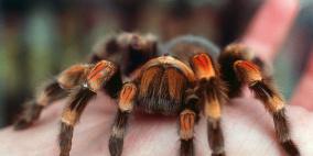 شاهد: عنكبوت ينسج خيوطه بدقة وسرعة متناهيتين