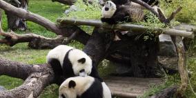  ولادة توأمي باندا عملاقين في اسبانيا 