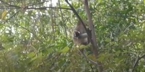 قرد يختطف جروا صغيرا.. وفيديو لعملية الإنقاذ