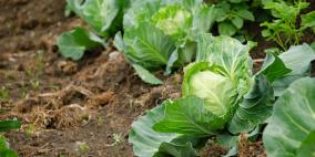 وظيفة براتب "خيالي" مقابل قطف الملفوف والبروكلي