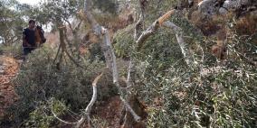 مستعمرون يقتلعون 200 شجرة زيتون في ترمسعيا شمال رام الله