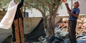 انطلاق حملة "احنا معكم" لمساعدة المزارعين في قطف الزيتون