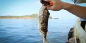 غزة: حظر بيع وتناول سمك "الأرنب" بعد تسجيل حالات تسمم