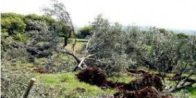 مستوطنون يقتلعون عشرات أشجار الزيتون شمال نابلس