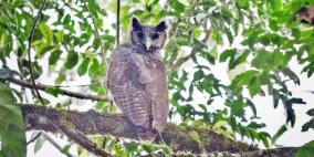 اكتشاف مثير.. العثور على "بومة النسر" لأول مرة منذ 150 عاما