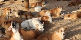 سلالة.. أول جمعية لرعاية الحيوانات الضالة في غزة