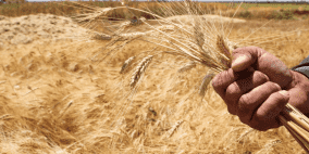 أوكرانيا ترجّح تصدير أولى شحنات الحبوب هذا الأسبوع