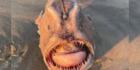 بالصدفة.. مصور يعثر على "وحش" بحري نادر