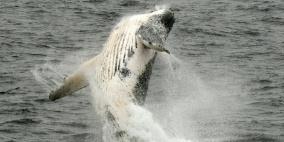 فيديو: حوت عملاق يلتهم زورقا على متنه شخصان