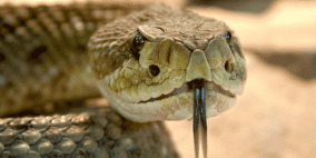 من سم الأفعى.. دواء يعالج "أزمة صحية مميتة"